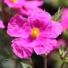 Cistus Incanus